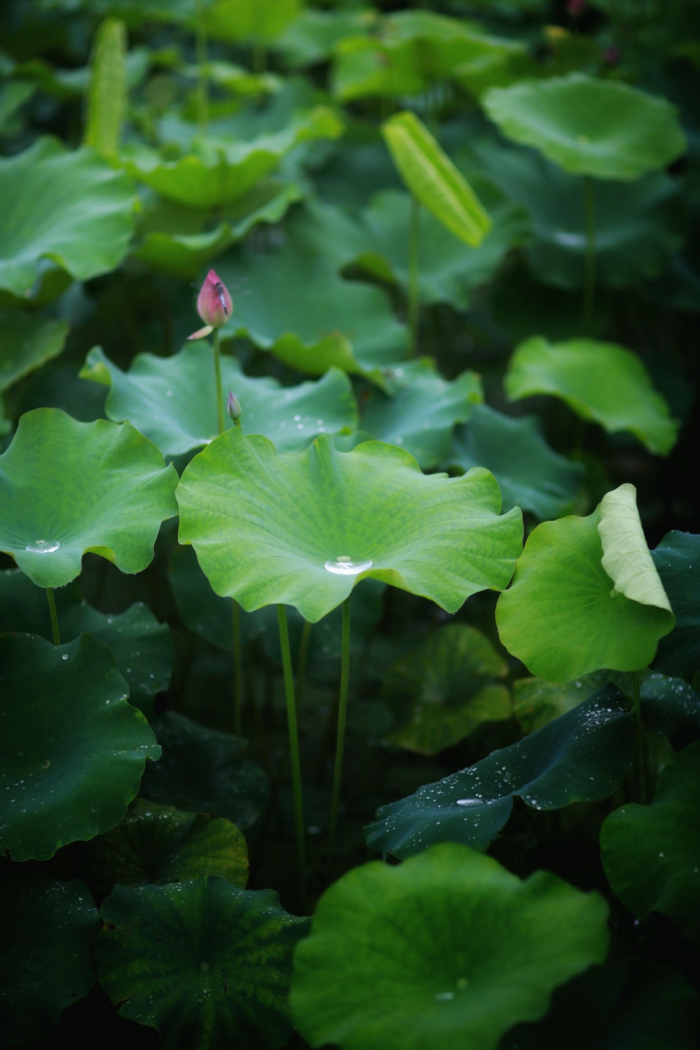 山重水路疑无路柳暗花明又一村猜成语