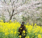樱花和油菜花 樱花和油菜花