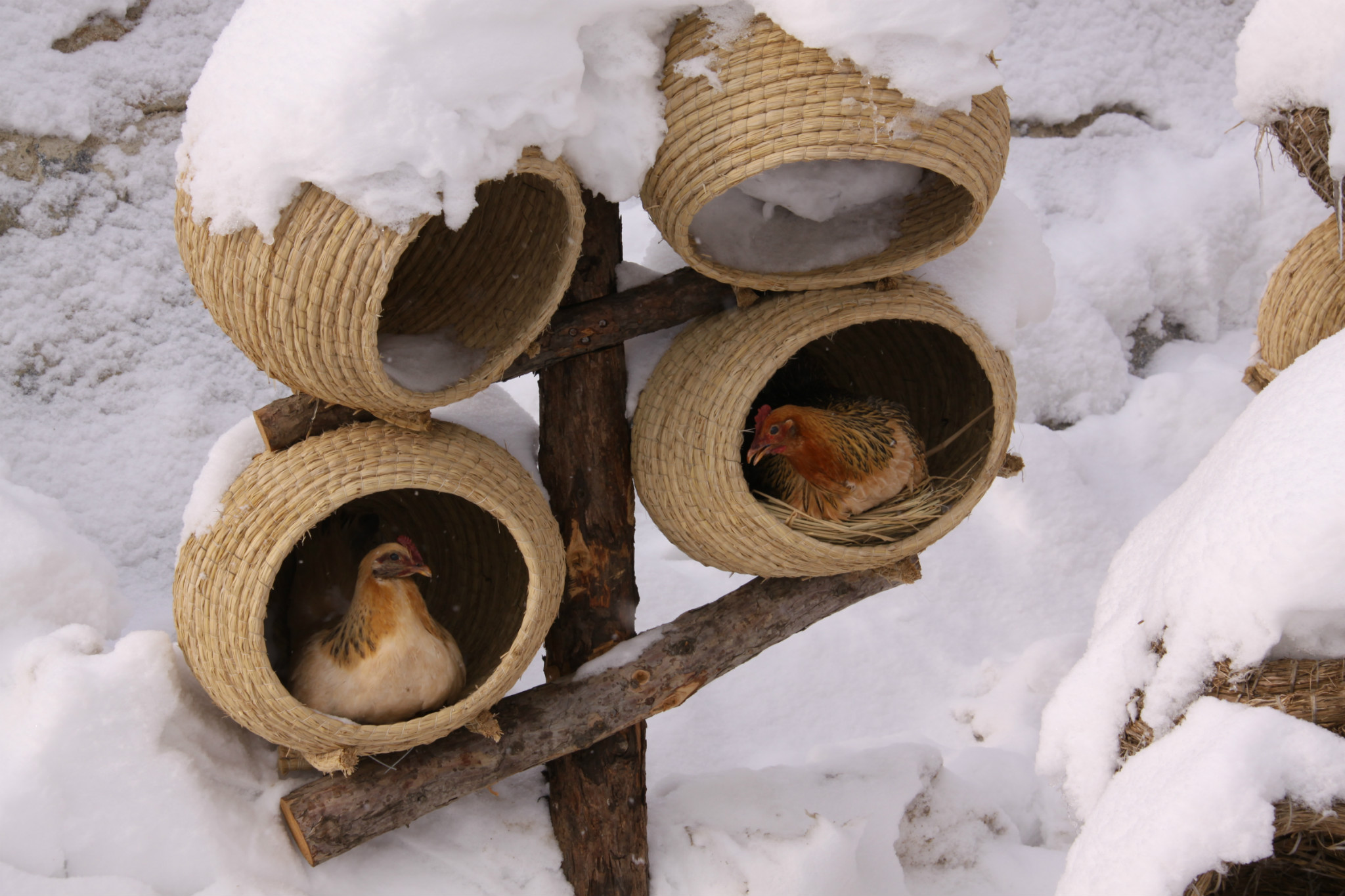 雪鄉自助遊攻略