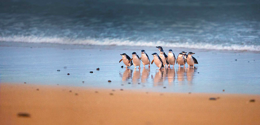 墨尔本 企鹅岛企鹅归巢门票