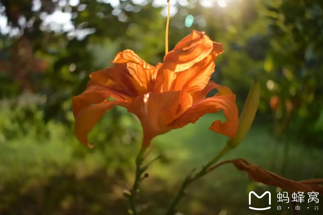 生命花开曲谱_生命是一树花开图片(3)