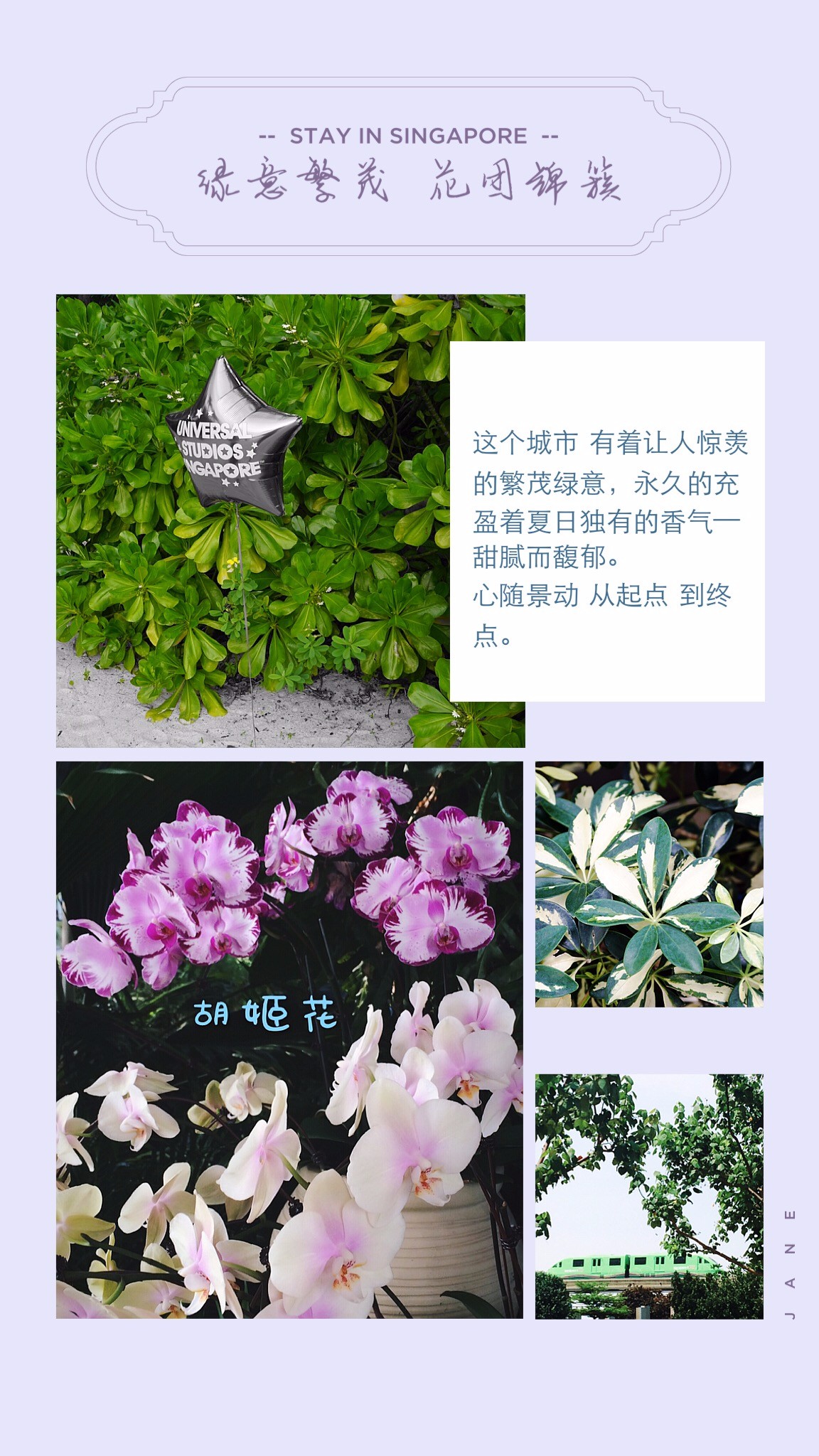 胡姬花简谱_胡姬花花生油
