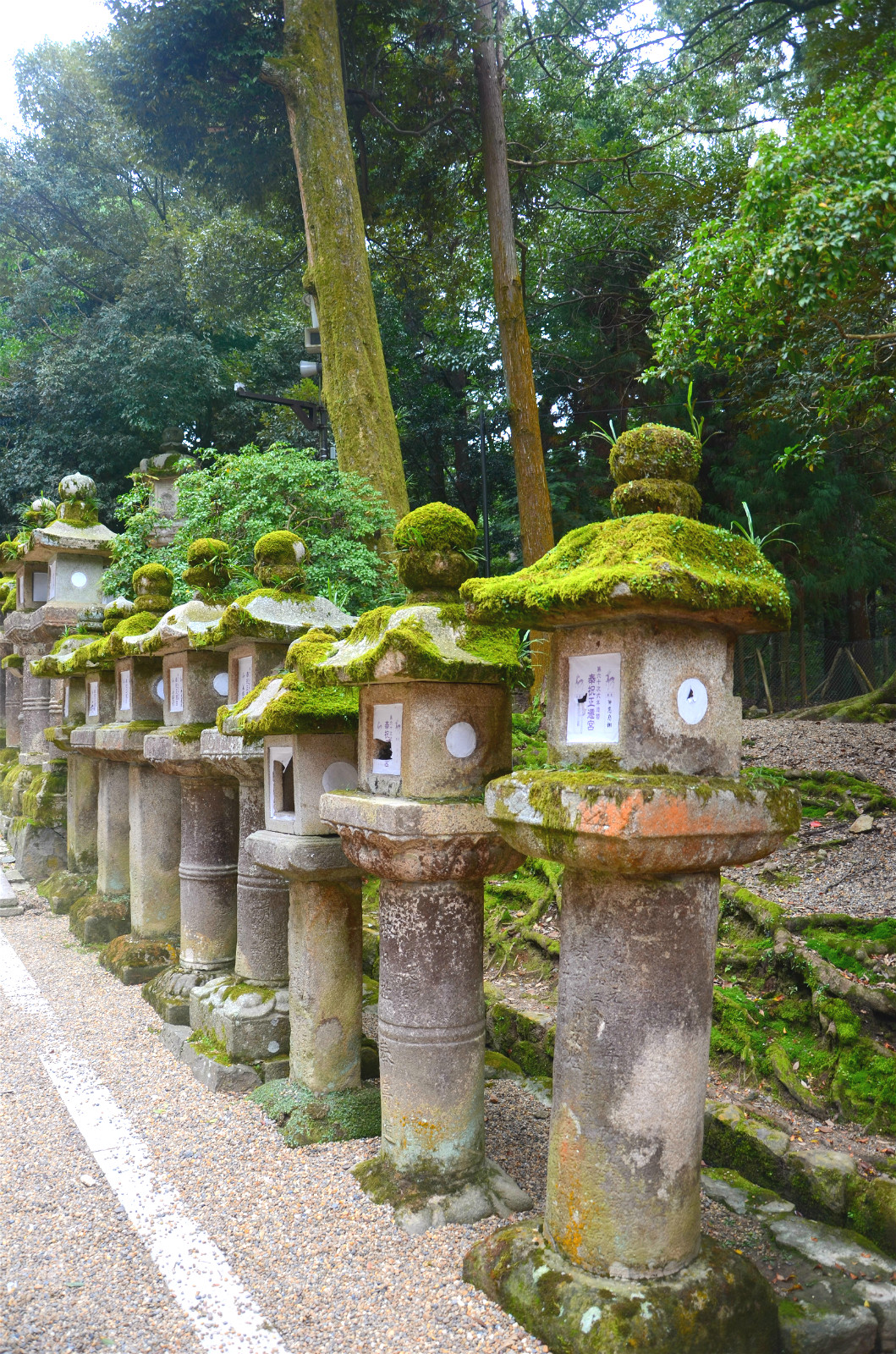 京都自助遊攻略